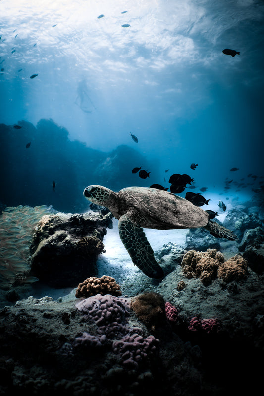 Free Diving in Ningaloo Reef: A Journey Into Australia's Underwater Wonderland